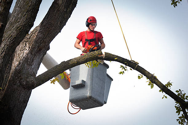 The Steps Involved in Our Tree Care Process in India Hook, SC